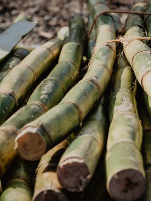 Sugar cane